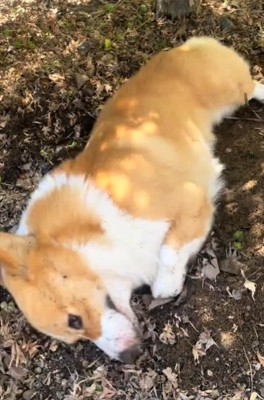 土の上に横になる犬2