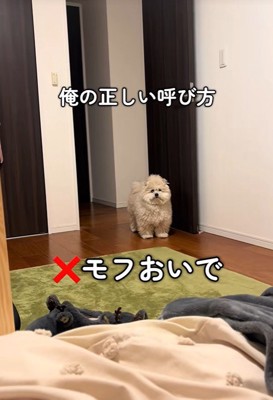 モフリシャスくんの呼び方3