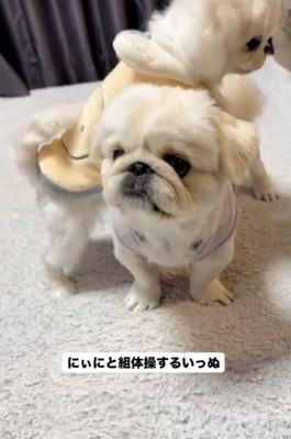 上に乗る犬2