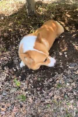 横を向く犬