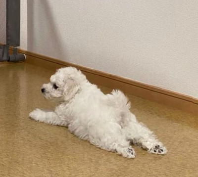 寝そべるむぎ君