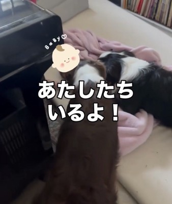 赤ちゃんに寄り添う2匹の犬