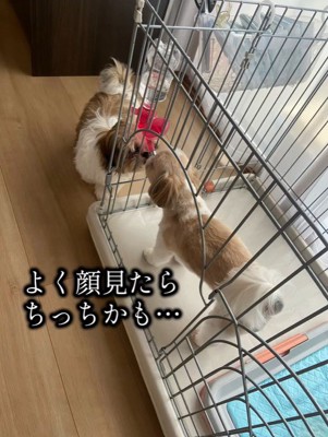 近くにきてお顔を確認