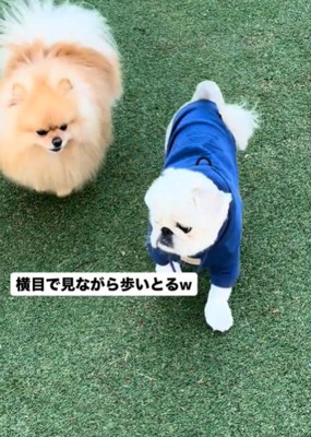 横目で見る犬2