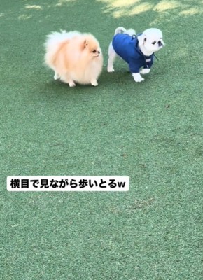 並んで歩く2匹の犬2