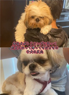 ちっちちゃんのビフォーアフター