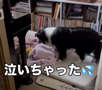 赤ちゃんをのぞき込む犬