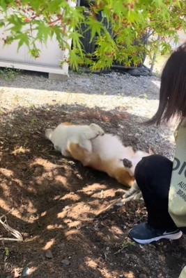 ゴロゴロする犬2