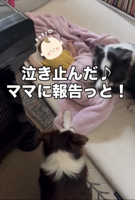 赤ちゃんを見守る2匹の犬