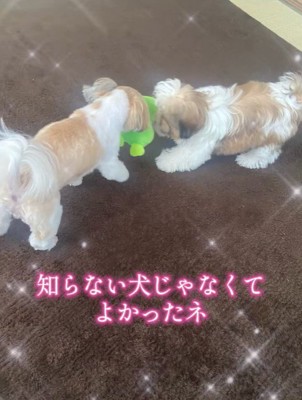 仲良く遊ぶ2匹♡
