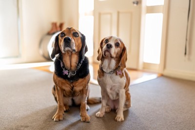 マテをしている2匹の犬