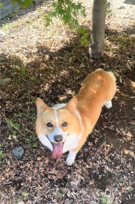 カメラ目線の犬