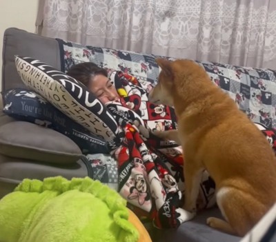 前足で触れる柴犬