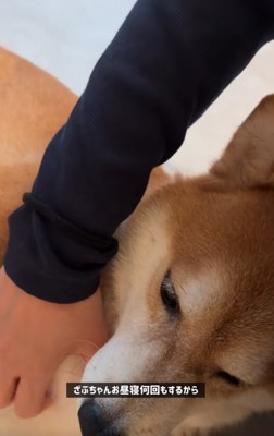 撫でてもらう柴犬