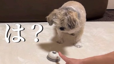 てんぽさんは困惑