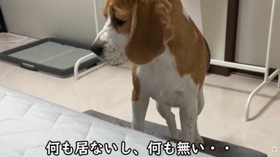 「あれ？何もいない…」