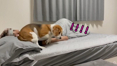 「うわっ、やっぱり何かいる！」
