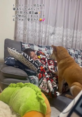 笑顔の柴犬