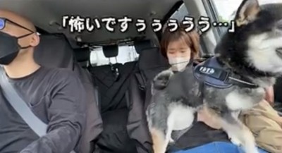膝に乗ろうとする犬