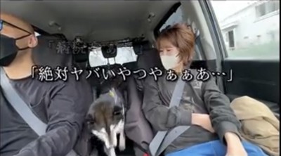 座席の間でうろたえる犬