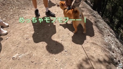 毛並みを大絶賛！