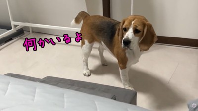 不安そうなお顔