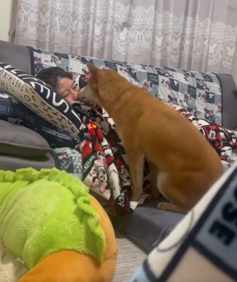 顔を近づける柴犬