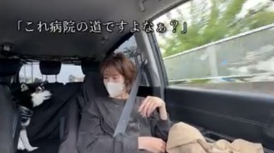 後部座席で飼い主を見る犬