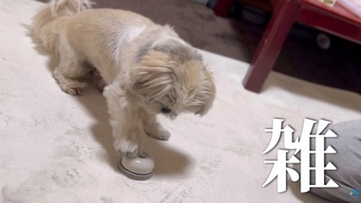 雑と言われて、抗議するようにチン♪