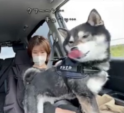 車内で立ち尽くす犬