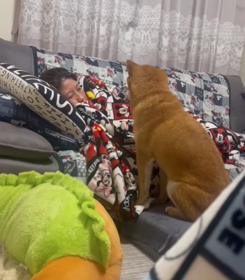 横を向く柴犬