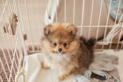ケージ、ポメ、子犬