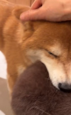撫でてもらう柴犬