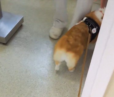 獣医