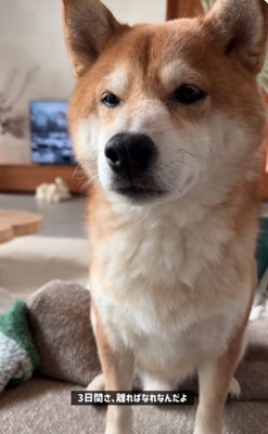 報告を受けて寂しそうな柴犬