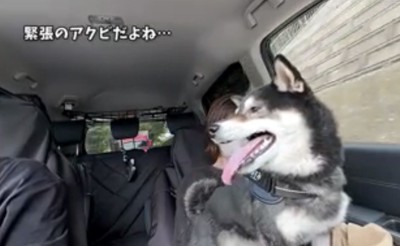 荒い息で横を見る犬