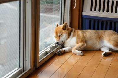 窓辺で寝ている柴犬