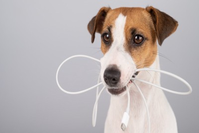 電気コードを口にくわえた犬