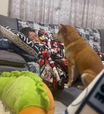 見つめる柴犬