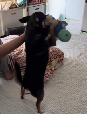 新しいおもちゃを用意