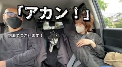 座席の間に立つ犬
