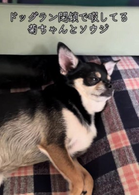 退屈そうにしている