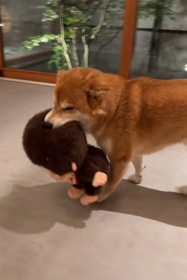 部屋を歩き回る柴犬