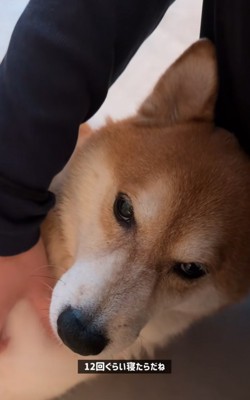 撫でてもらう柴犬