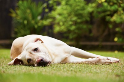 芝生の上に横になる犬