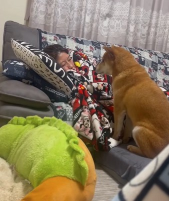 ママを見る柴犬