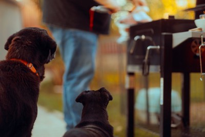バーベキューを見つめる犬たち