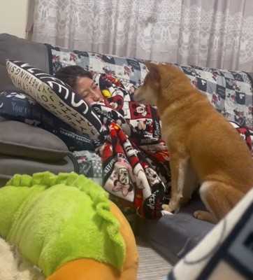 寝ているママを見つめる柴犬