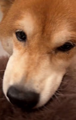 切ない声を出して出迎える柴犬
