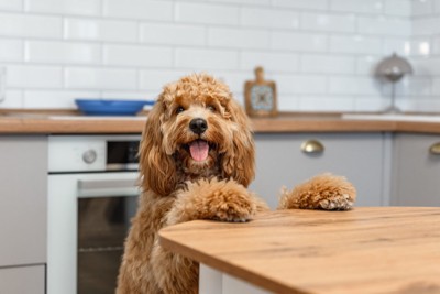 キッチンに入る犬